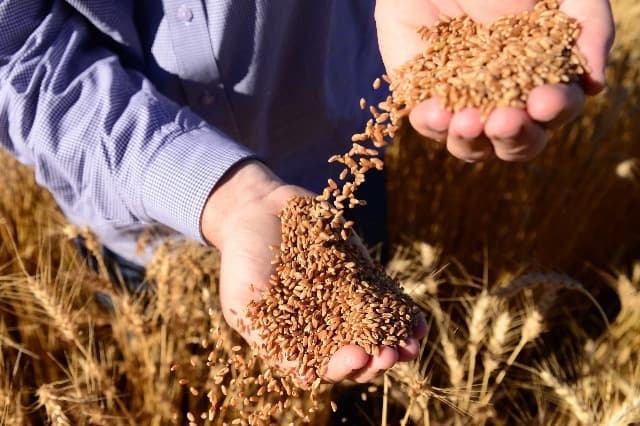 Produção nacional do trigo pode baratear o pão na mesa dos brasileiros