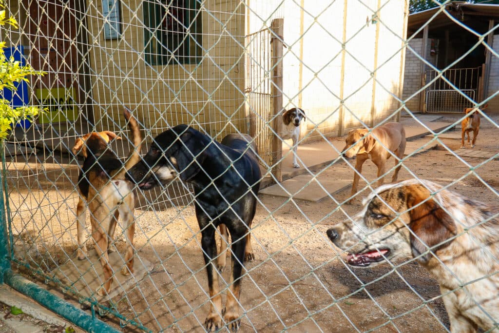 Tibagi realiza campanha de doação de ração e roupas para animais