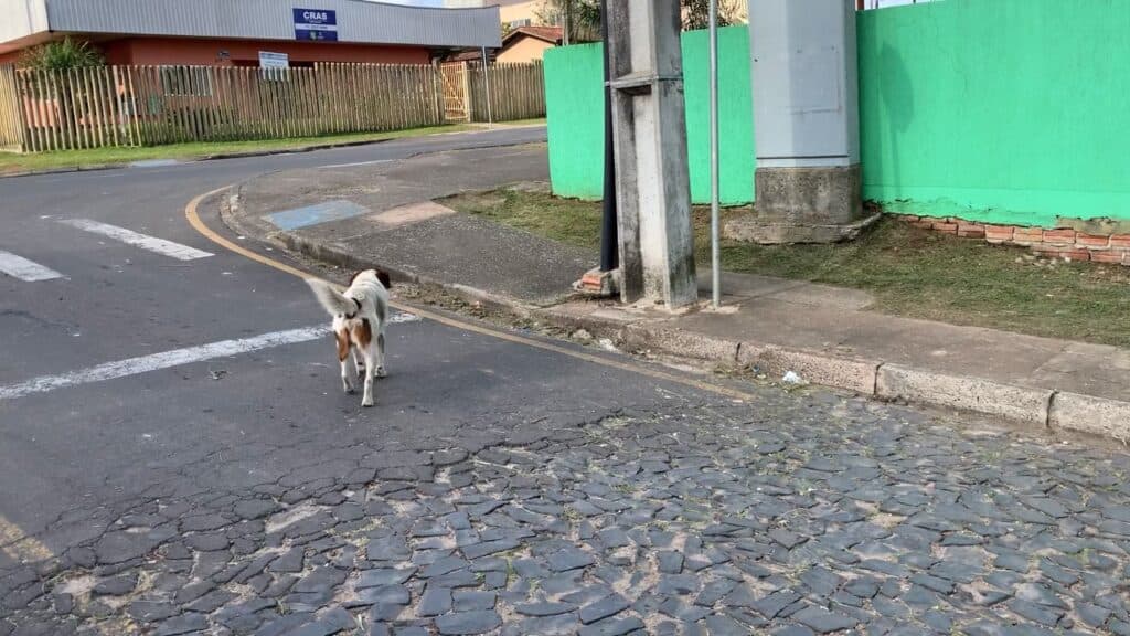 Projeto municipal de castração de cães de rua tem inicio em Carambeí