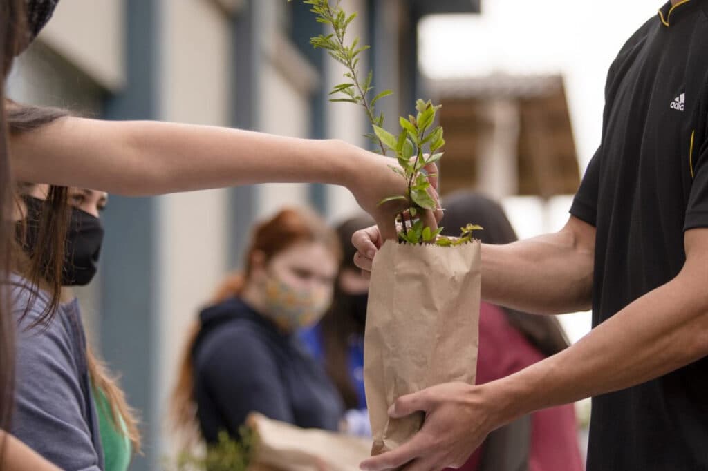 UEPG promove drive-thru para distribuição de mudas aromáticas