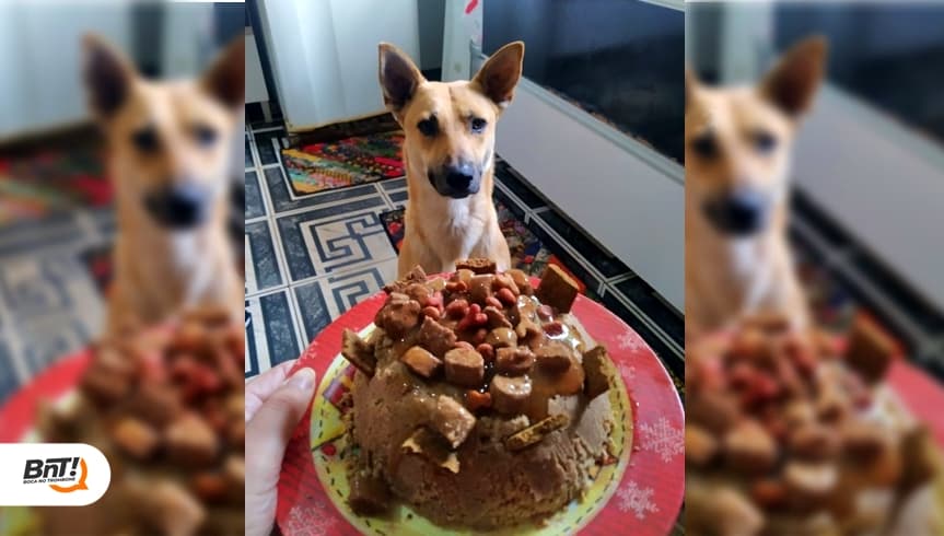 Cãozinho desaparecido ganha bolo de boas-vindas após ser encontrado
