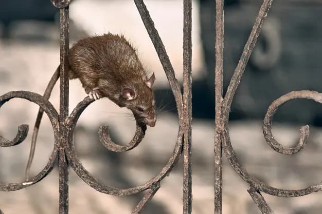 Casos de leptospirose preocupam saúde no Paraná
