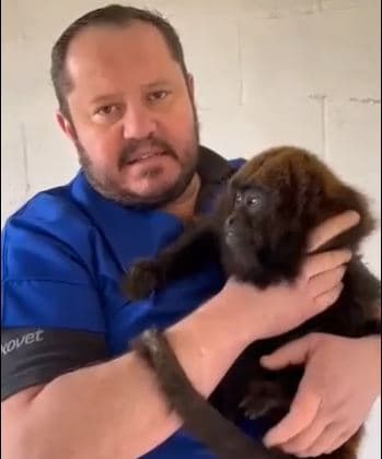 VÍDEO: Veterinário de PG alerta que macacos da região não transmitem a varíola dos macacos