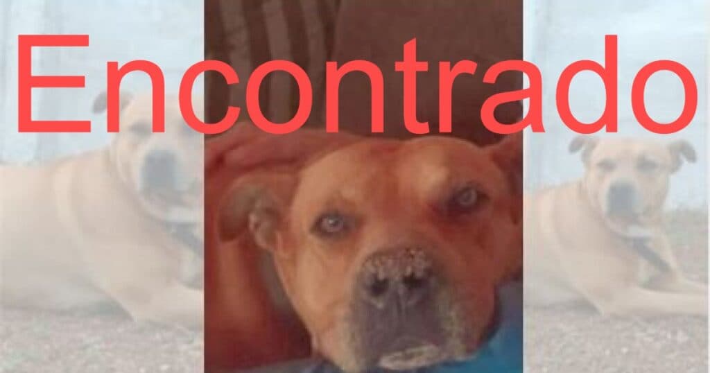 Encontrado cachorro mestiço pitbull que estava desaparecido em PG