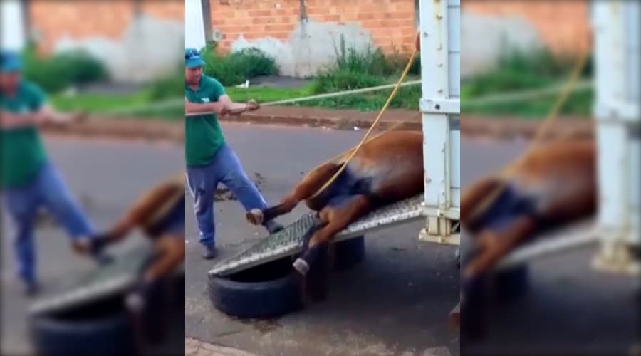 Funcionários da prefeitura de PG são acusados por possíveis maus tratos a animais
