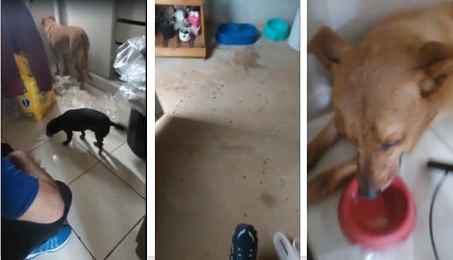 Abelhas atacam cães e tutor no Recanto Verde em PG