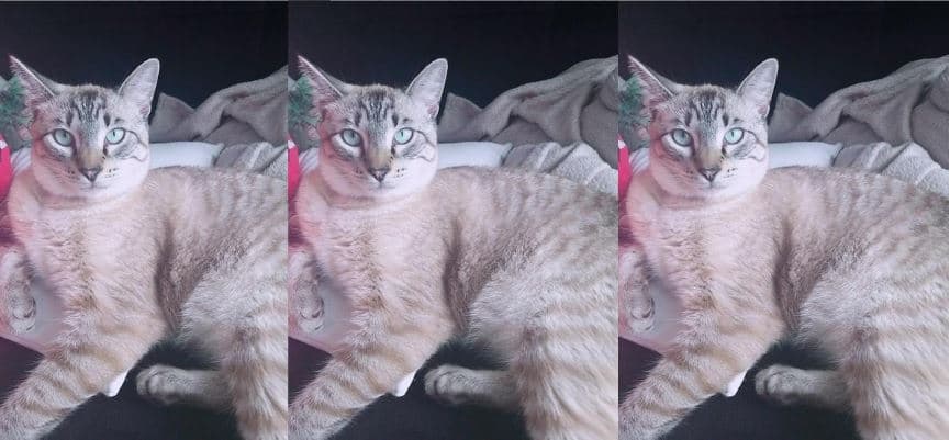 Família pede ajuda e oferece recompensa para encontrar gato perdido