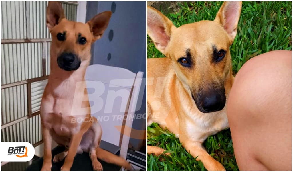 Jovem oferece recompensa para quem encontrar cãozinho desaparecido