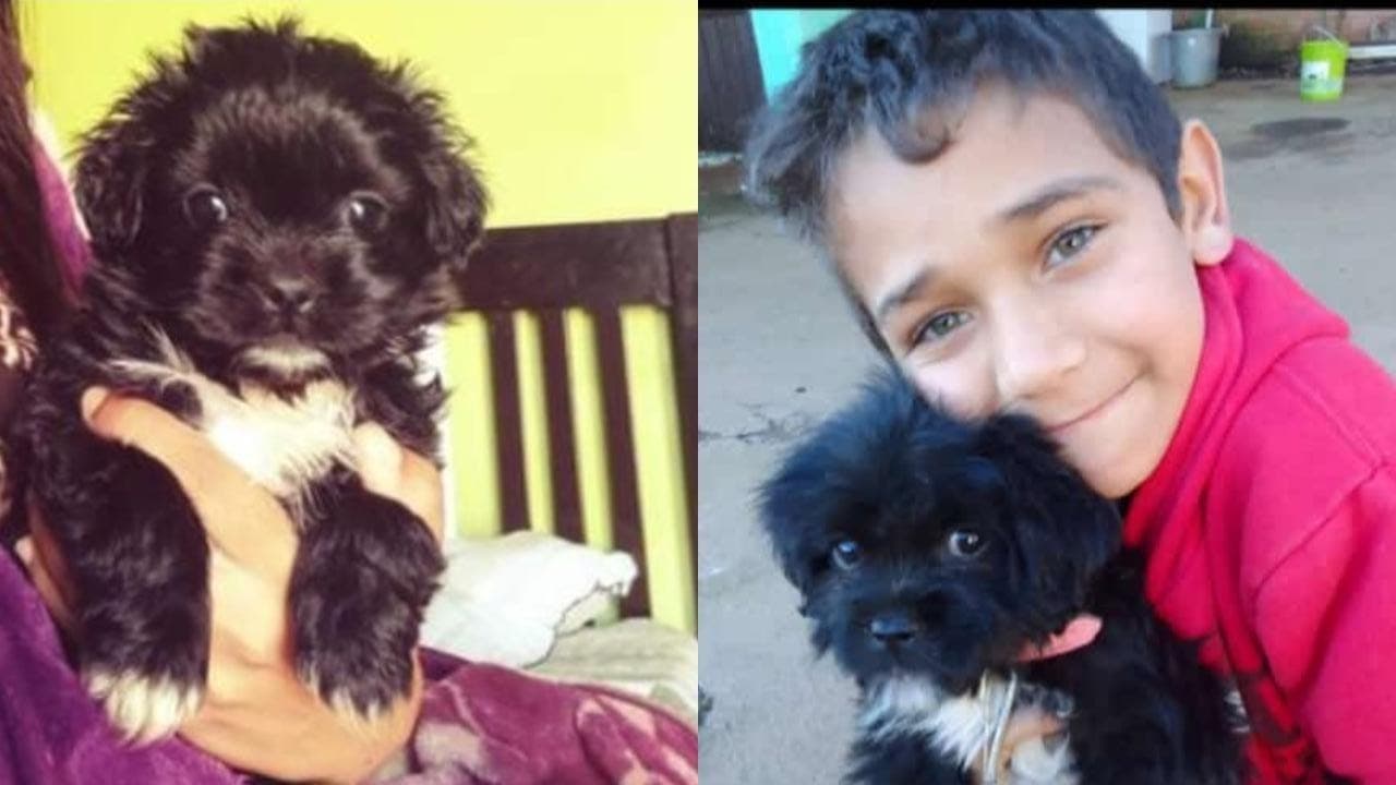 Família busca por cachorrinha Shitzu furtada em Ponta Grossa