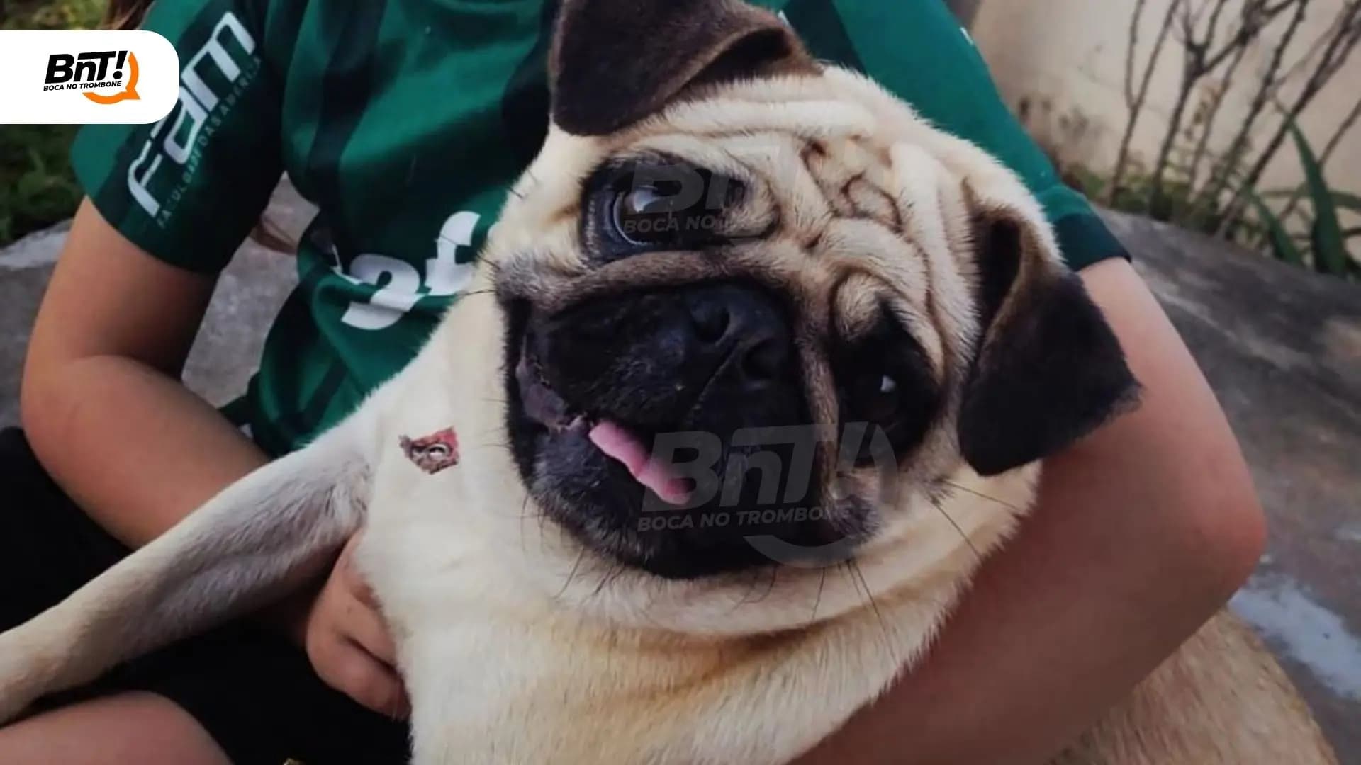Família procura por Pug furtado em PG