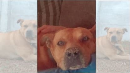 Família oferece recompensa para encontrar cachorro perdido