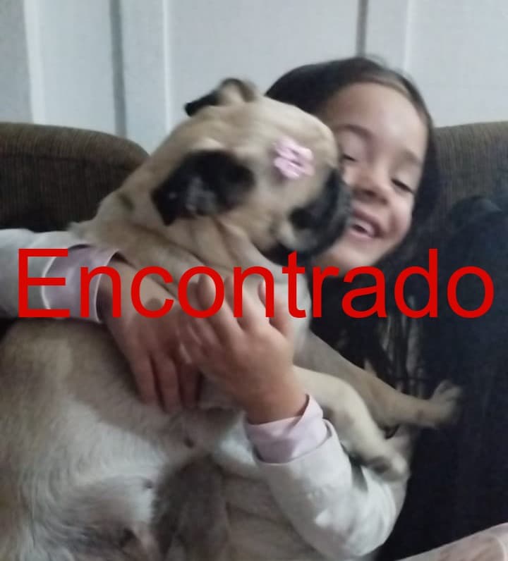 Família recupera cachorro da raça Pug furtado em PG