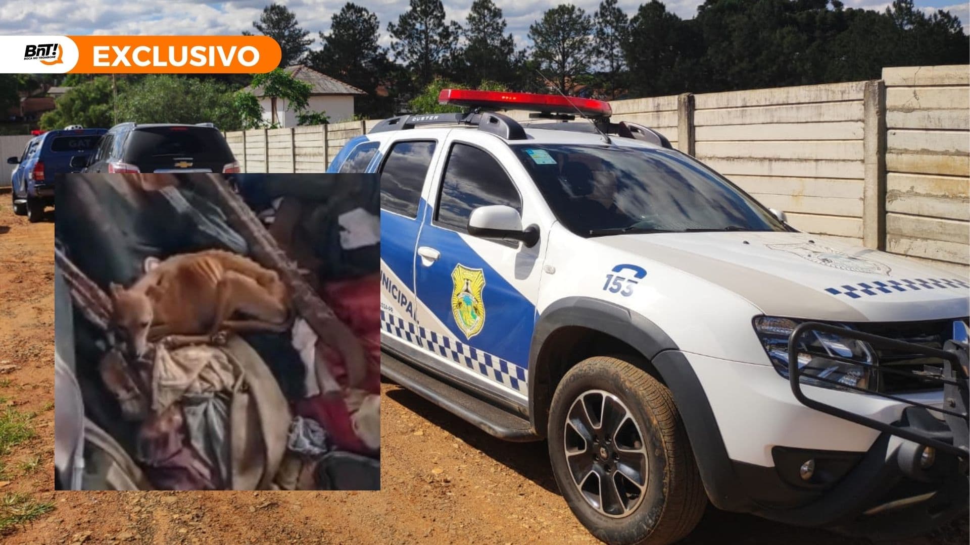 Autoridades resgatam animais vítimas de maus-tratos em PG; suspeito preso