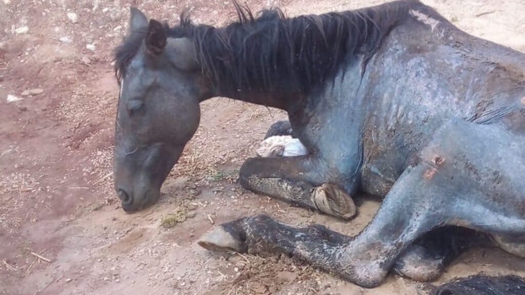 Cavalo sofre maus-tratos e agoniza em bairro de PG