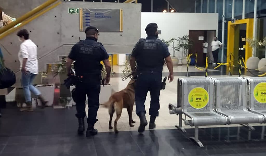 Cão farejador intercepta drogas na rodoviária de Ponta Grossa
