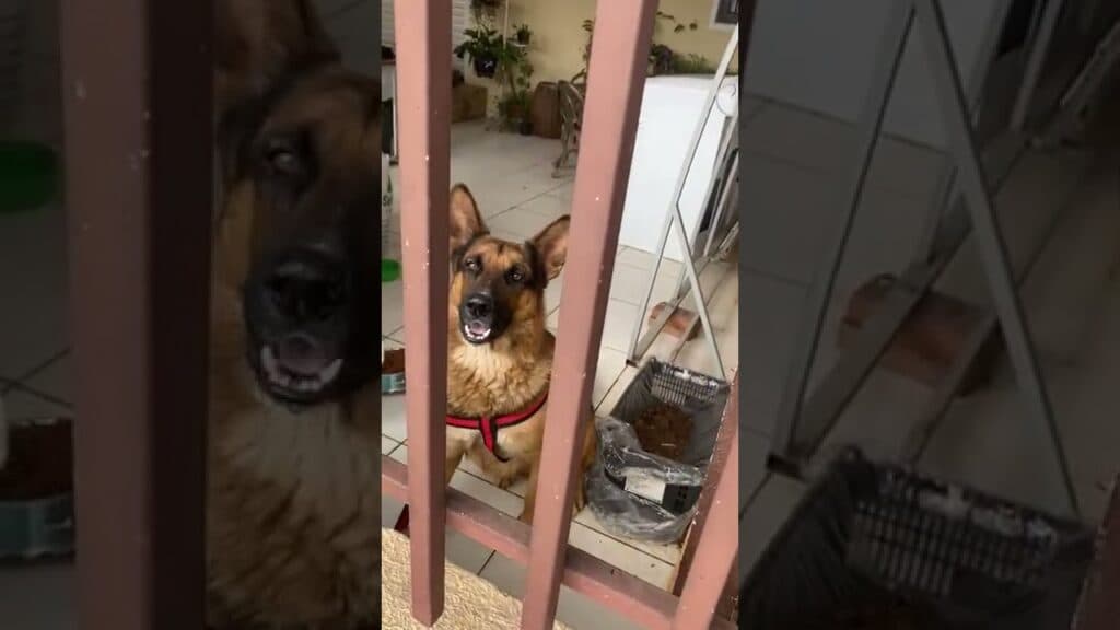 Família encontra cachorro perdido em bairro de PG e espera pelo tutor