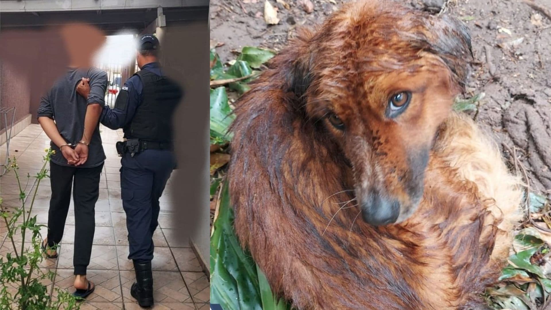 Homem maltrata animal e acaba preso: cachorro não resistiu