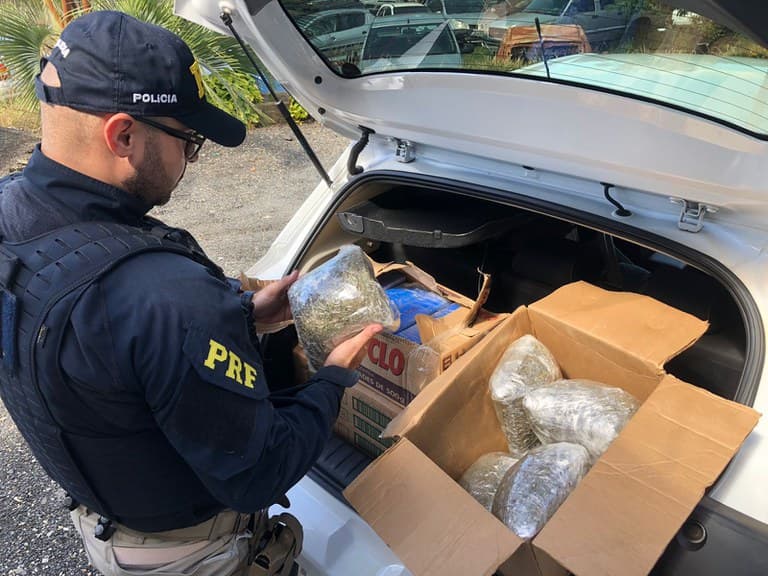 PRF apreende mais de 80 quilos de maconha e 20 quilos de skunk em Palmeira
