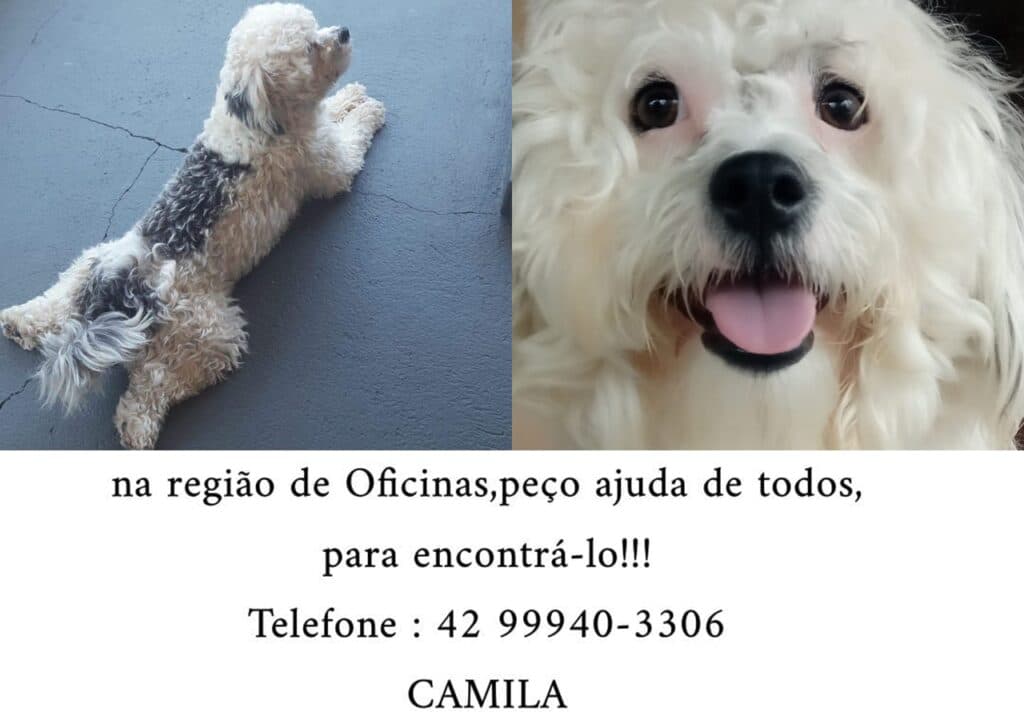 Comunidade se mobiliza para encontrar cão perdido!