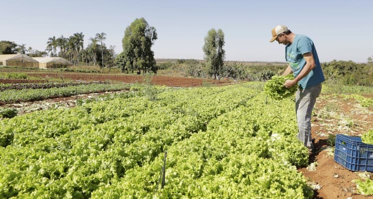 Programa de Aquisição de Alimentos fortalece a agricultura familiar em PG