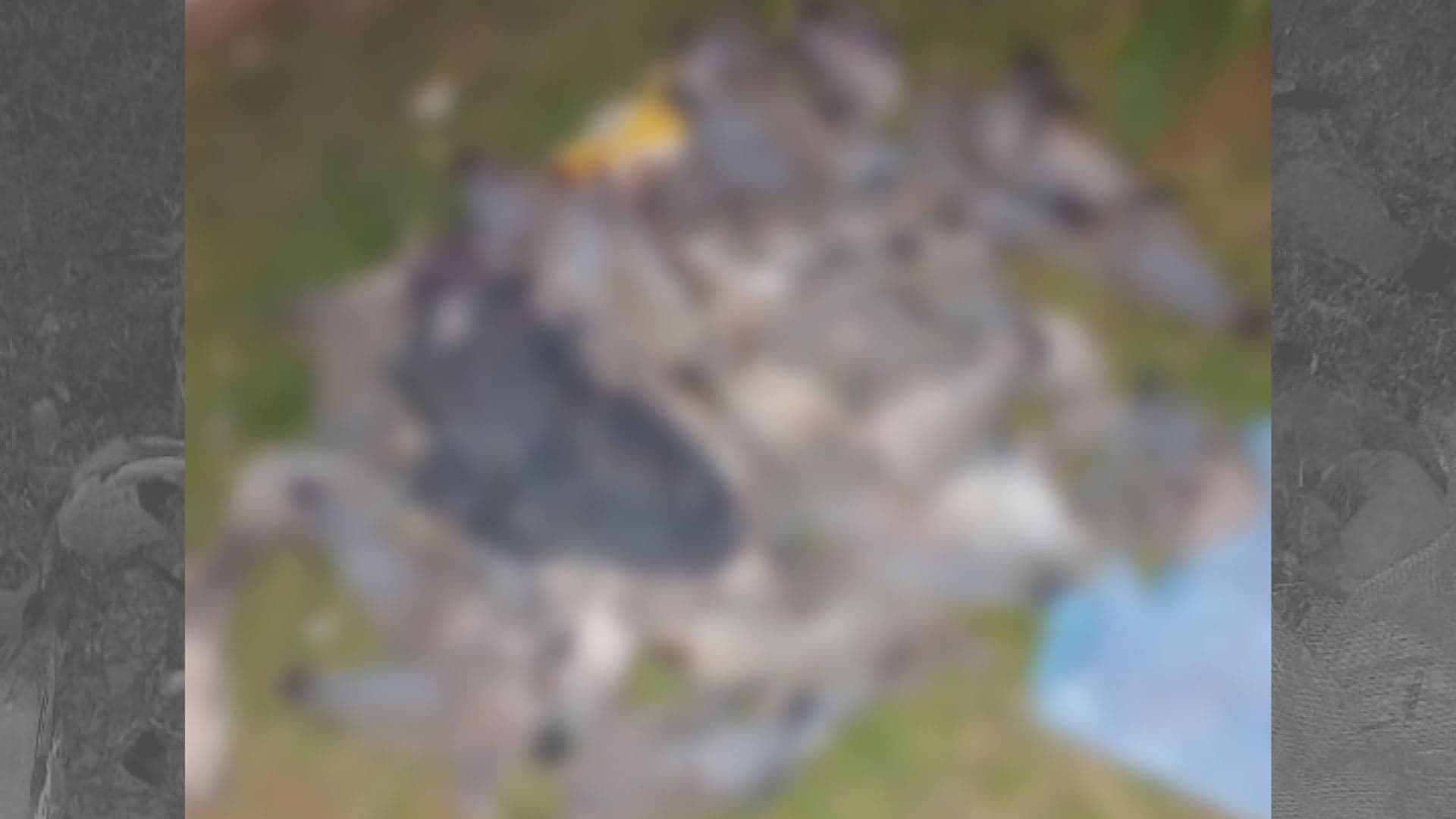 Mais de 50 pombos são encontrados mortos com tiro em Teixeira Soares