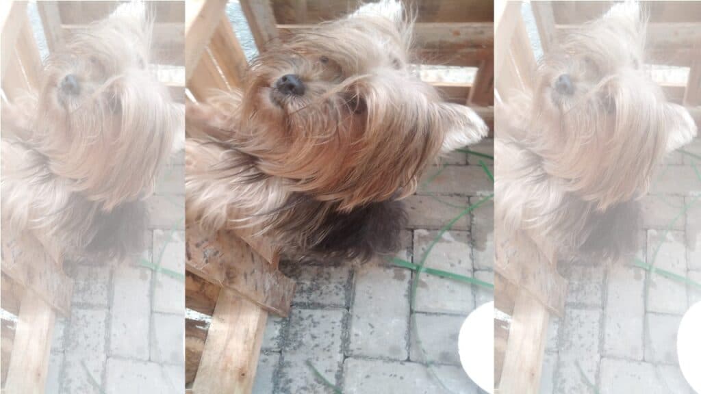 Morador de Uvaranas procura por dono de cachorro de raça encontrado em obra