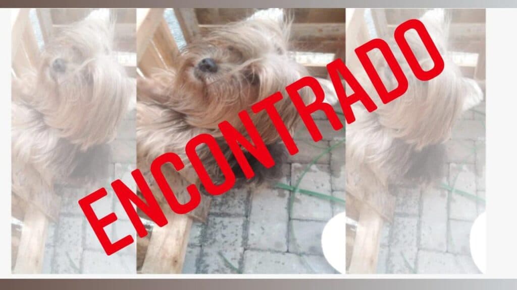 Encontrado dono de cachorro de raça que apareceu em obra de Uvaranas
