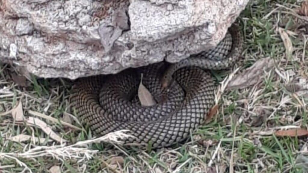 Terreno abandonado se torna criadouro de cobras peçonhentas em PG