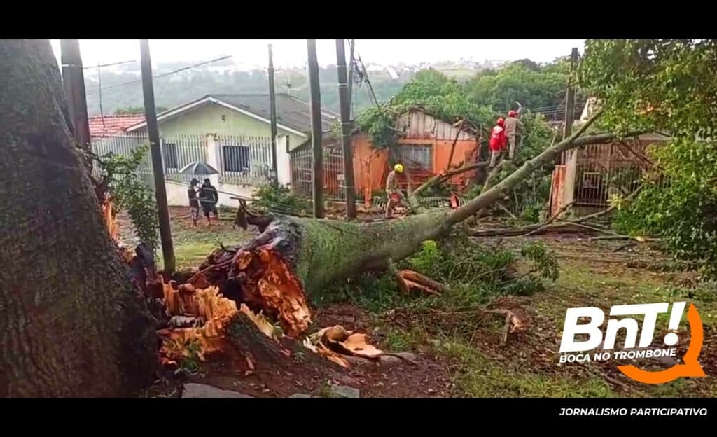 Tempestade derruba árvores em Ponta Grossa e assusta população