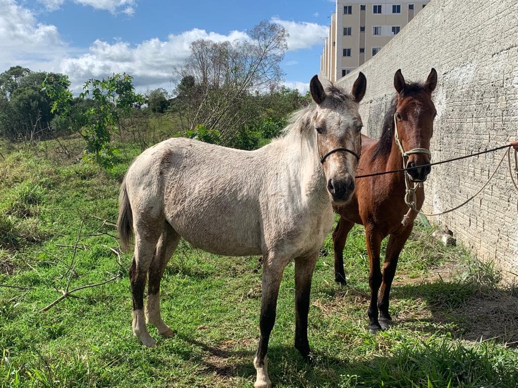 Prefeitura vai multar proprietários de cavalos soltos em via pública em Castro