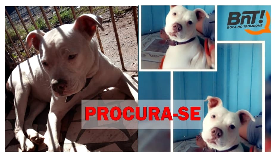 Proprietários procuram por Pitbull desaparecida em PG