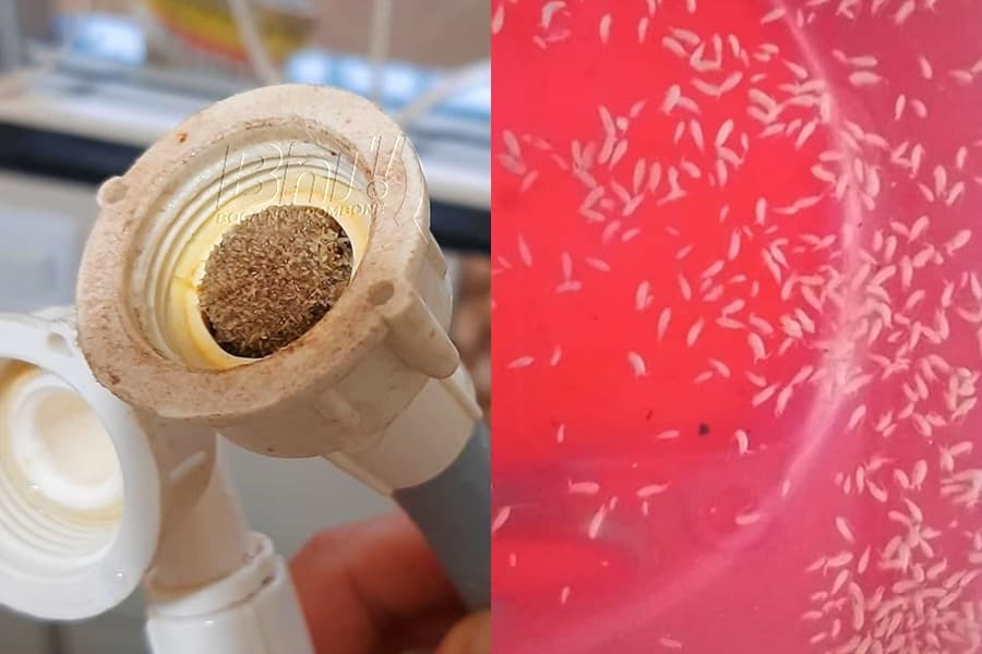 Sanepar é obrigada a ressarcir consumidores afetados por larvas em água