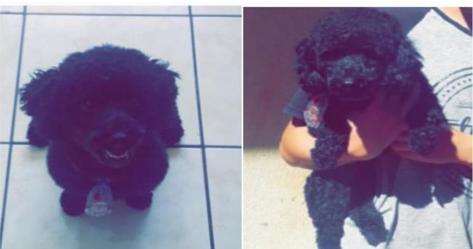 Família pede ajuda para encontrar cãozinho perdido em PG