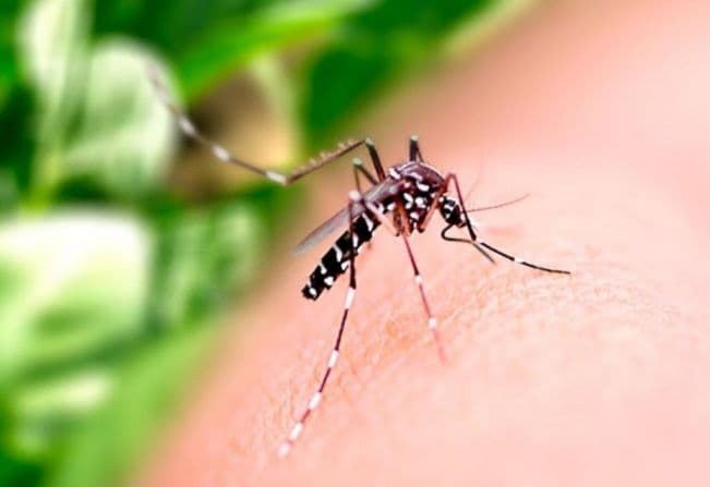 Paraná registra 151 novos casos de Dengue