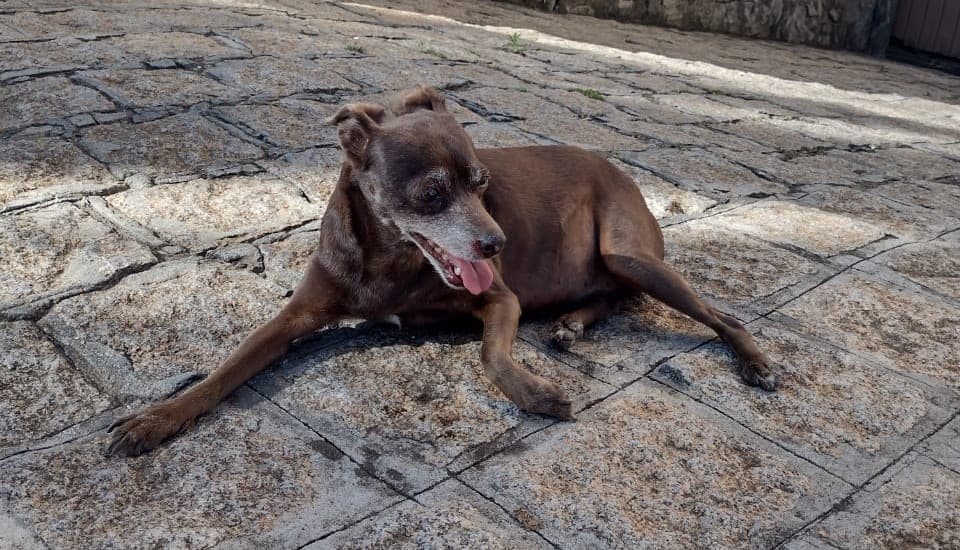 Família oferece recompensa por cachorra desaparecida em PG
