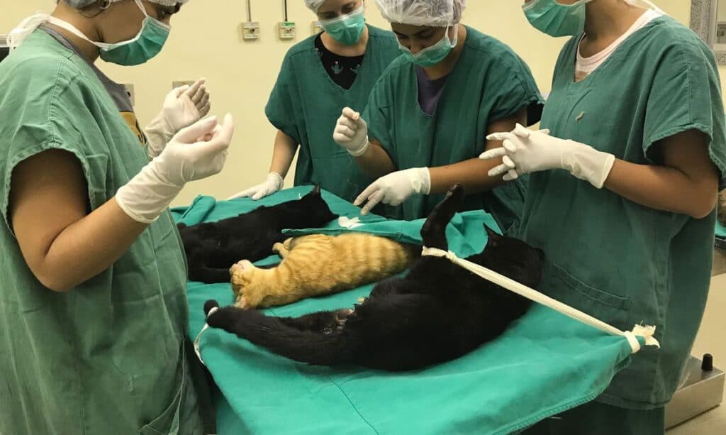 PG pretende castrar mais de 1.000 animais em projeto gratuito