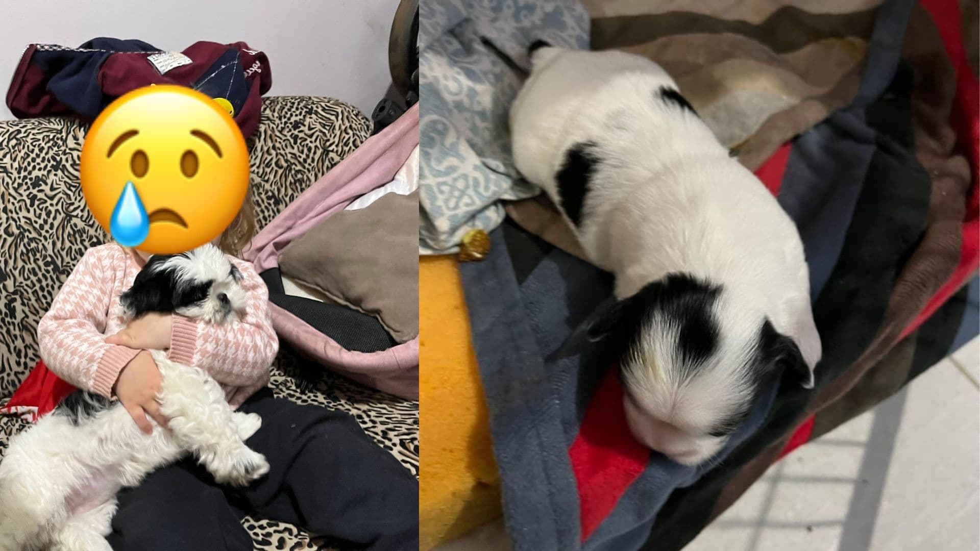 Família procura por cachorro roubado no Neves