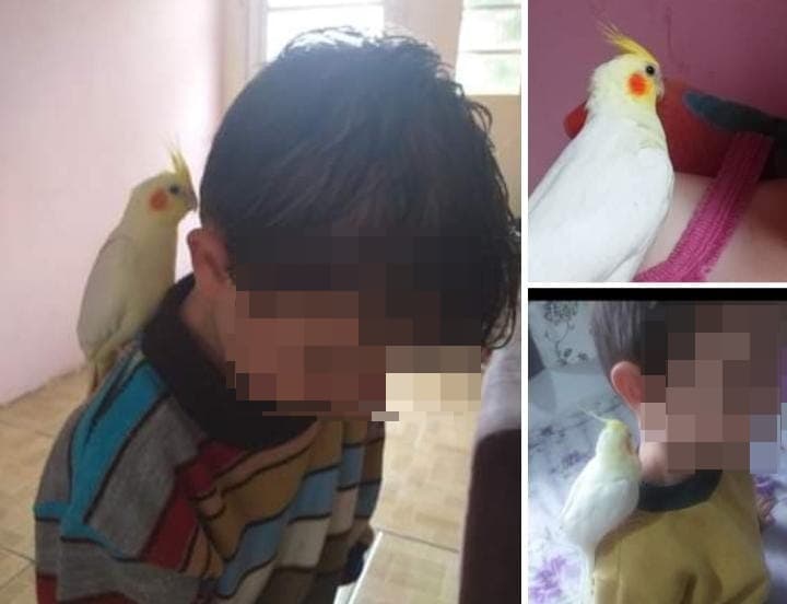 Família pede ajuda para encontrar calopsitas perdidas