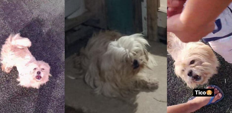Família busca cachorrinho perdido em Ponta Grossa