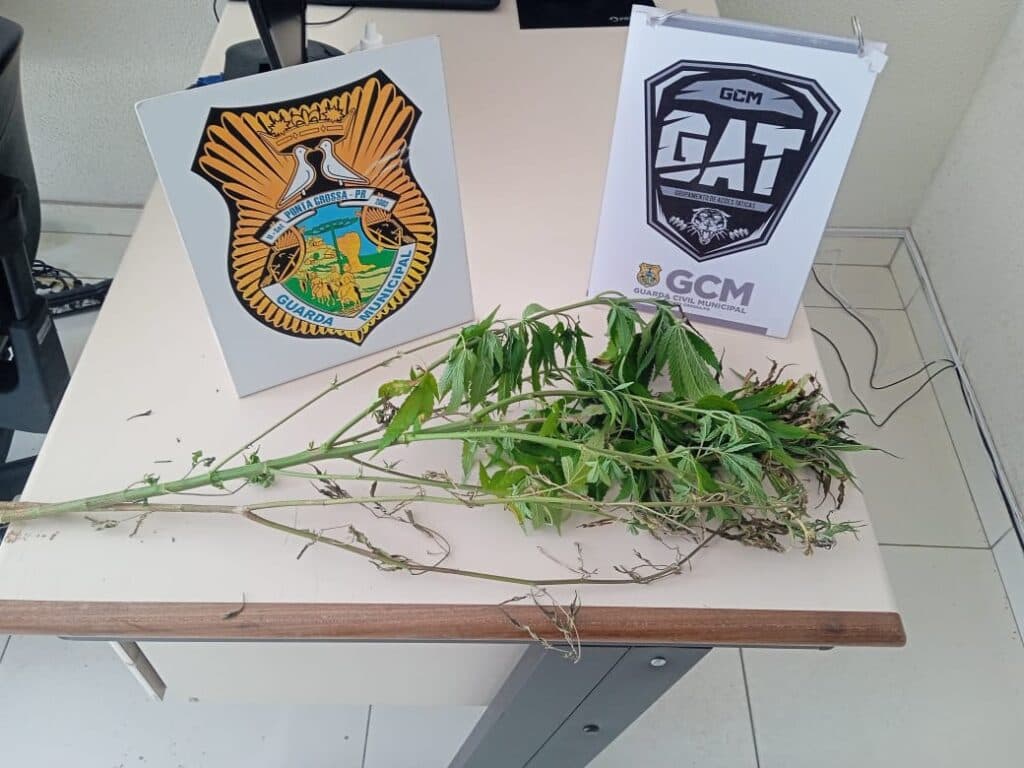 Guarda Municipal encontra pé de maconha em bairro de PG
