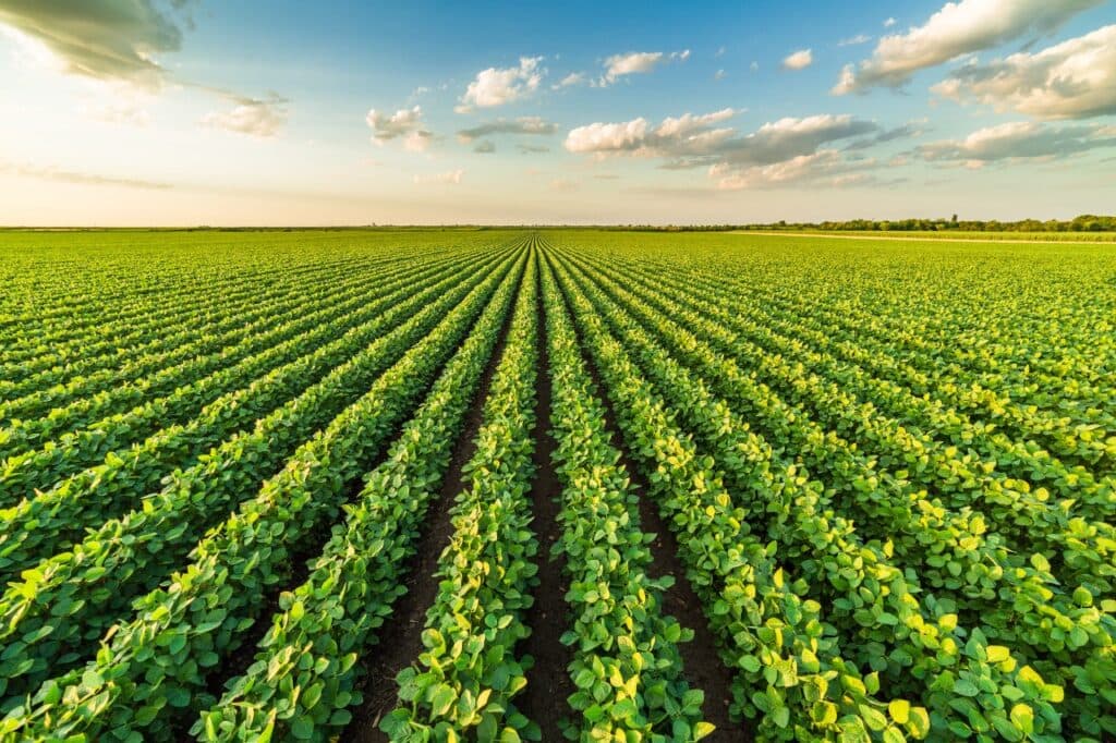 Castro tem o segundo maior Valor Bruto de Produção Agropecuária do Paraná