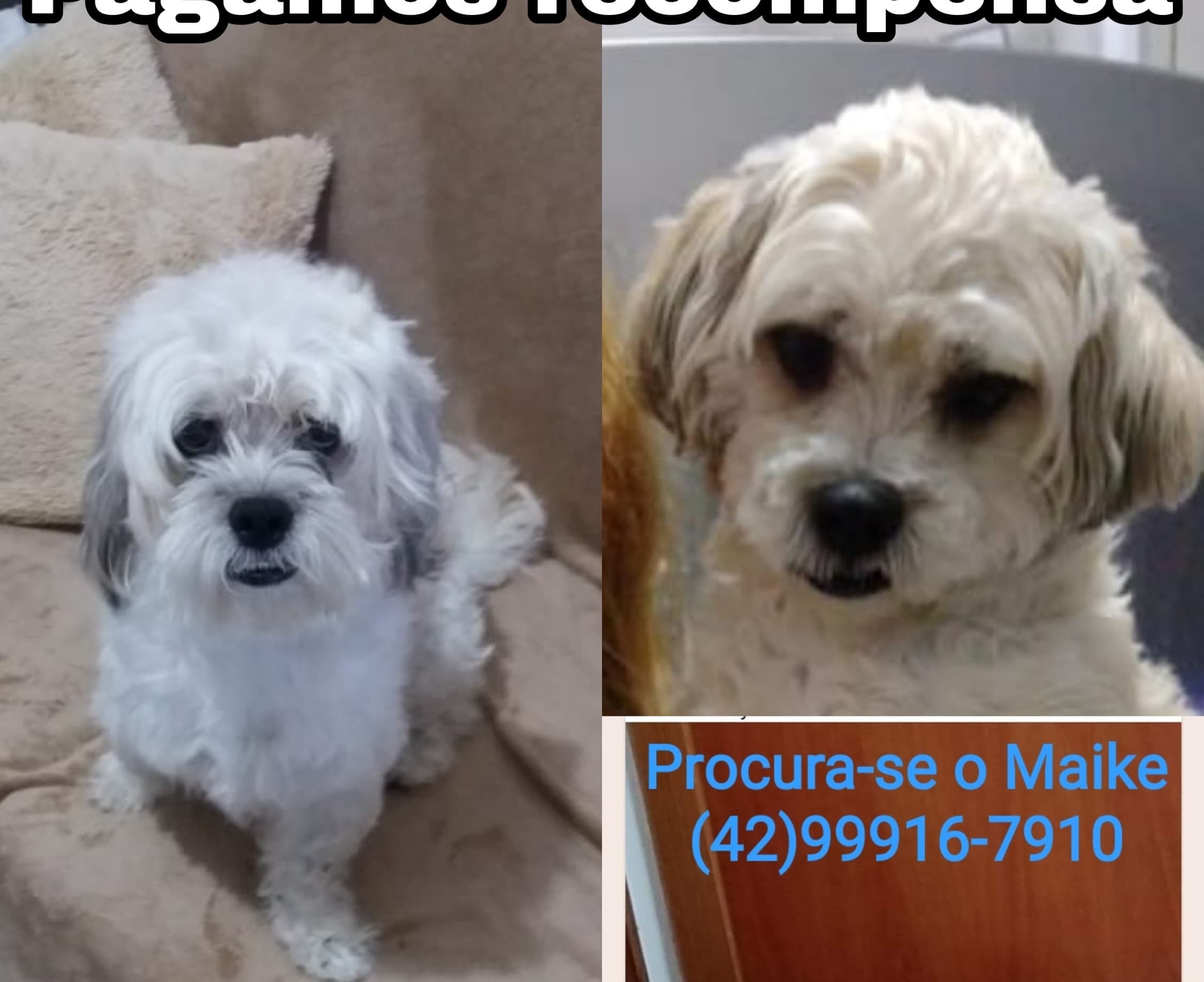 Família oferece recompensa por cachorro desaparecido em PG