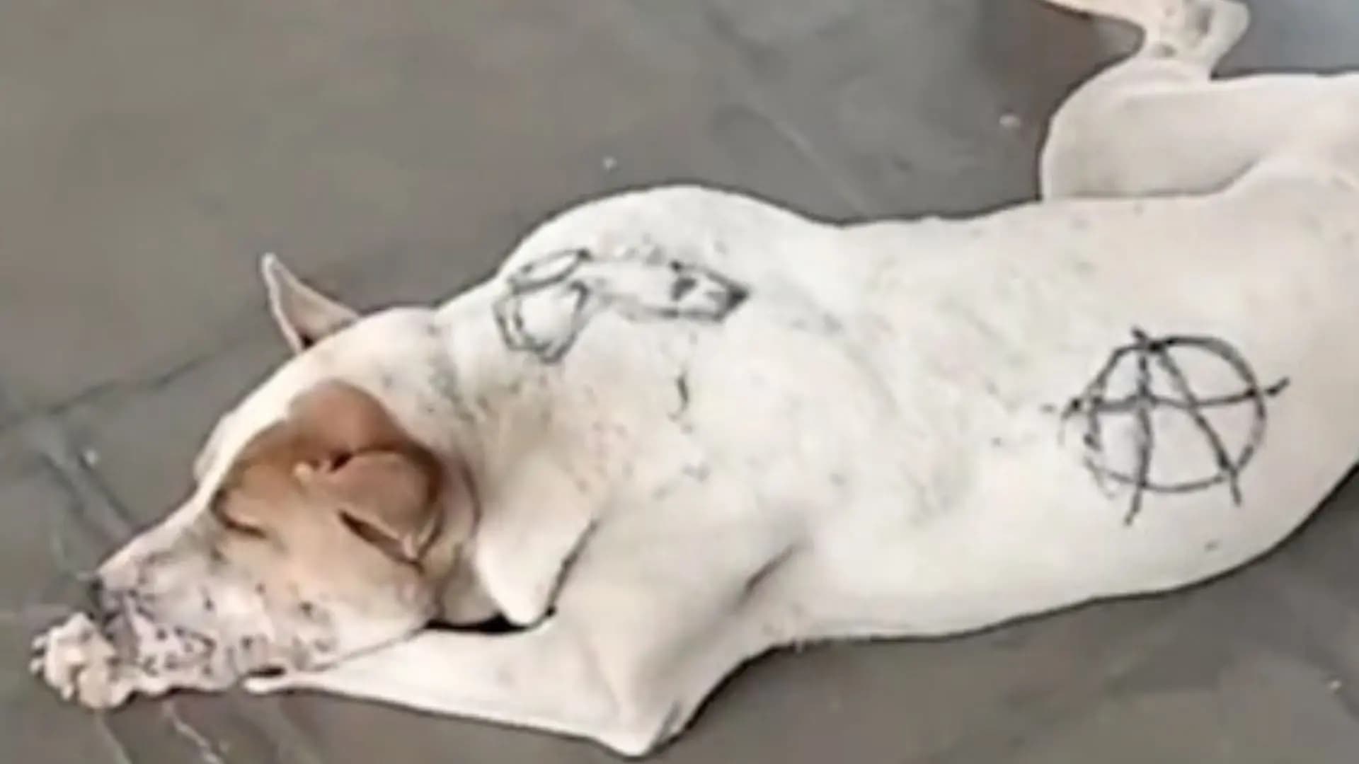 Cachorro é pichado em PG e revolta população; Polícia investiga o caso