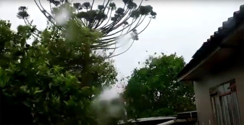 Impressionante: Vídeo mostra momento exato em que vendaval causa queda de árvores