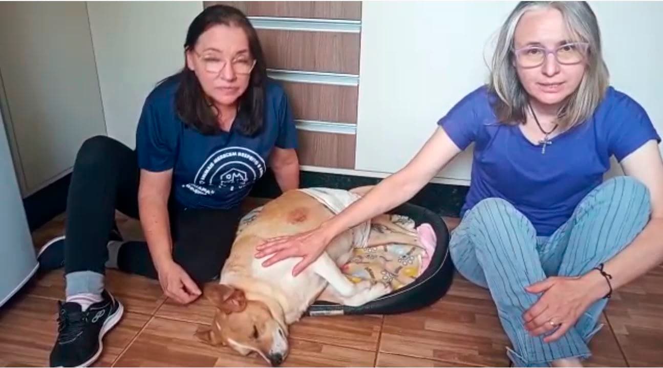 Vereadora faz apelo após cachorra se ferir com medo de fogos de artifício em PG
