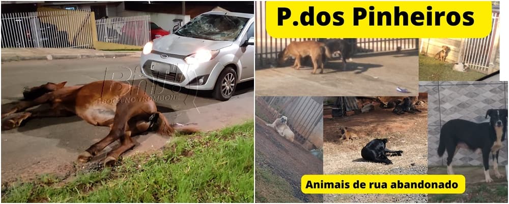 População cobra solução para animais abandonados em PG