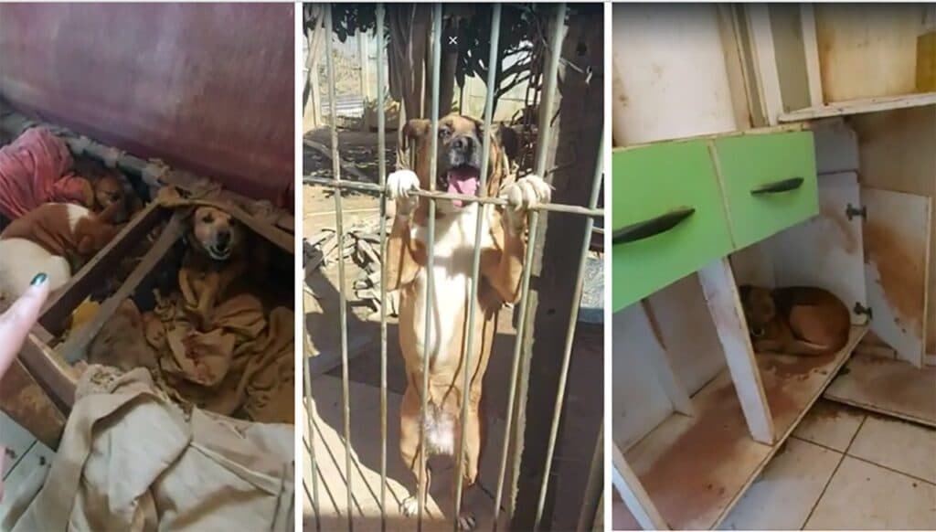 Campanha busca novos lares para cães de vítima de atropelamento em PG