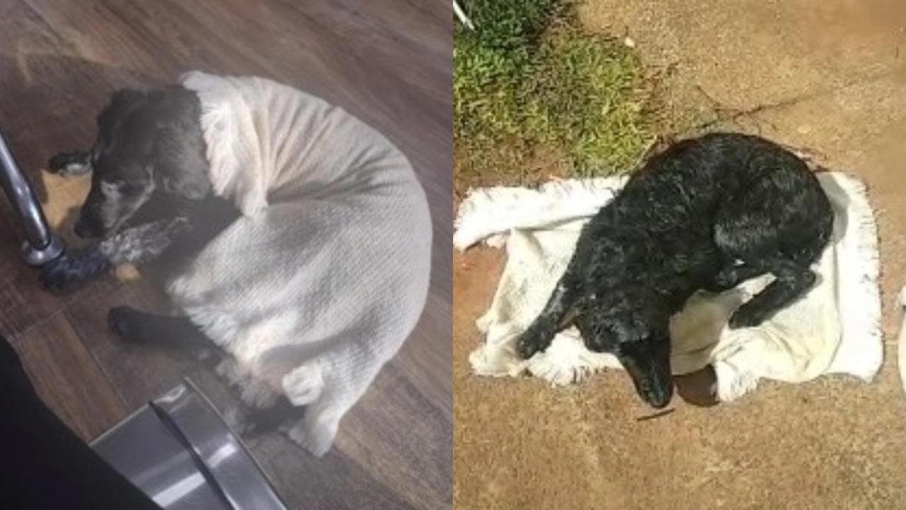 Família pede ajuda para pagar tratamento de cão em PG