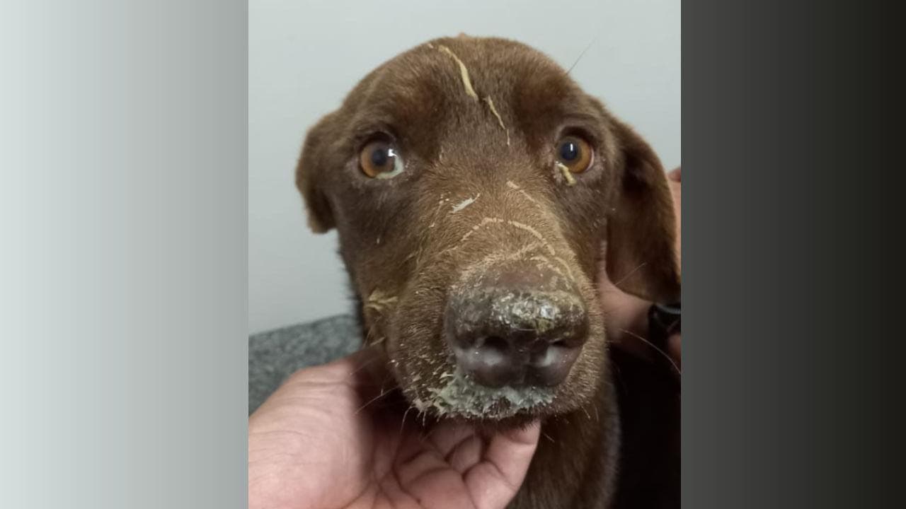 Família de PG busca lar temporário para cachorro em tratamento