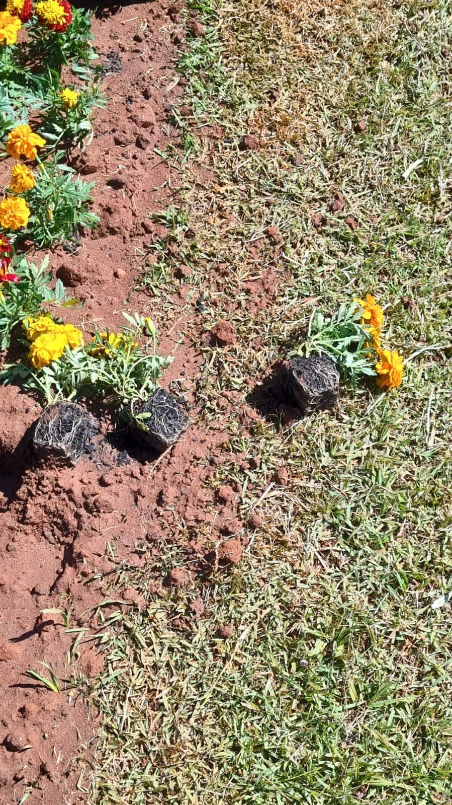 Canteiro com flores é alvo de vândalos em Ponta Grossa